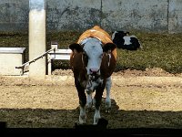 10456046 592781814169178 7909266489889305711 n  *